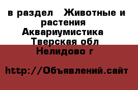  в раздел : Животные и растения » Аквариумистика . Тверская обл.,Нелидово г.